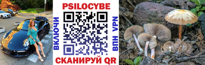 закладка  Торопец  Псилоцибиновые грибы Psilocybe 